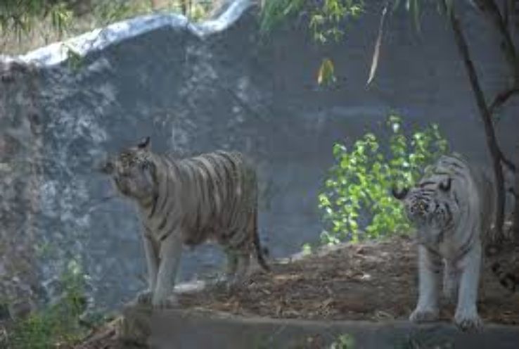 Arignar Anna Zoological Park Trip Packages