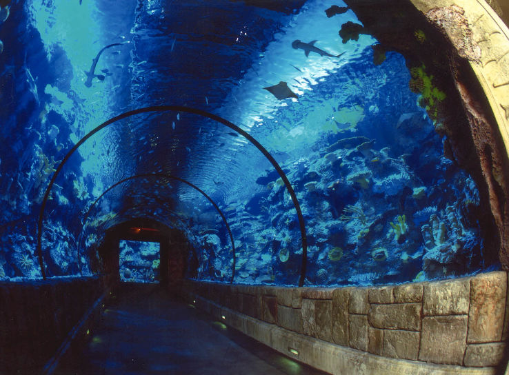 Shark Reef at Mandalay Bay Trip Packages