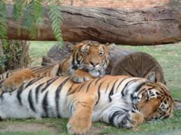 Lory Park Zoo Trip Packages