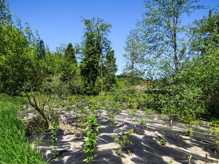 Soos Creek Trail  Trip Packages