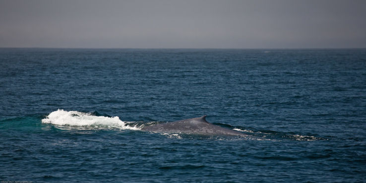 Whale Watching  Trip Packages