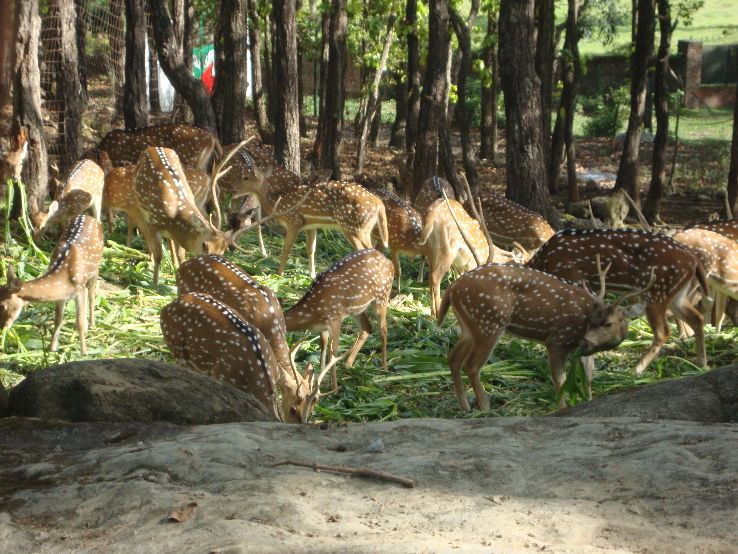 Mussoorie, kanatal  Holiday Package with  dreamy Dehradun for 04 nights 05 days
