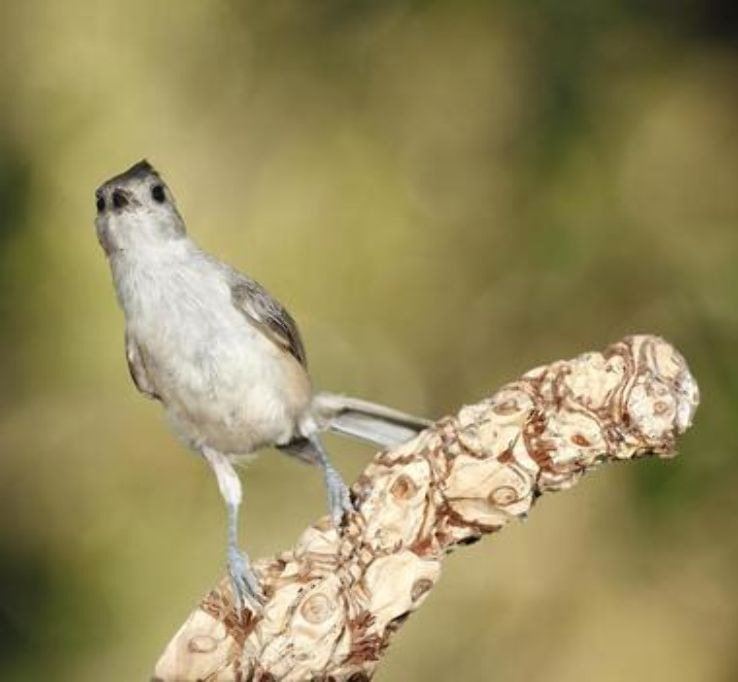 Corpus Christi Bird Watching Trip Packages