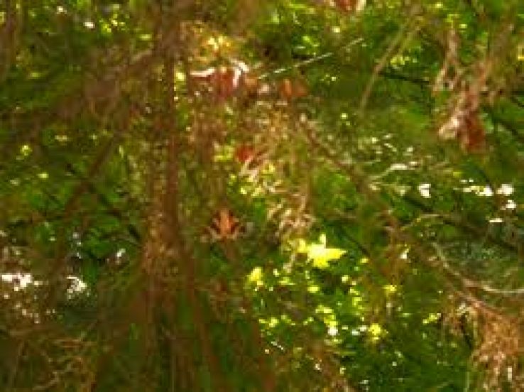 Valley of the Butterflies Trip Packages