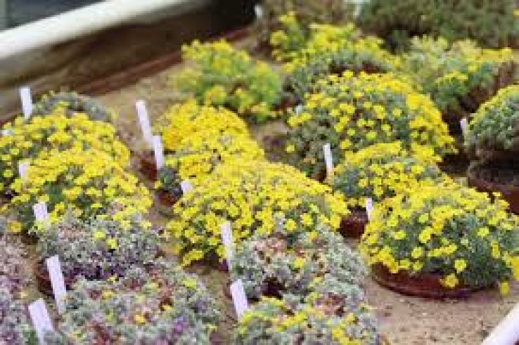 Gothenburg Botanical Garden Trip Packages