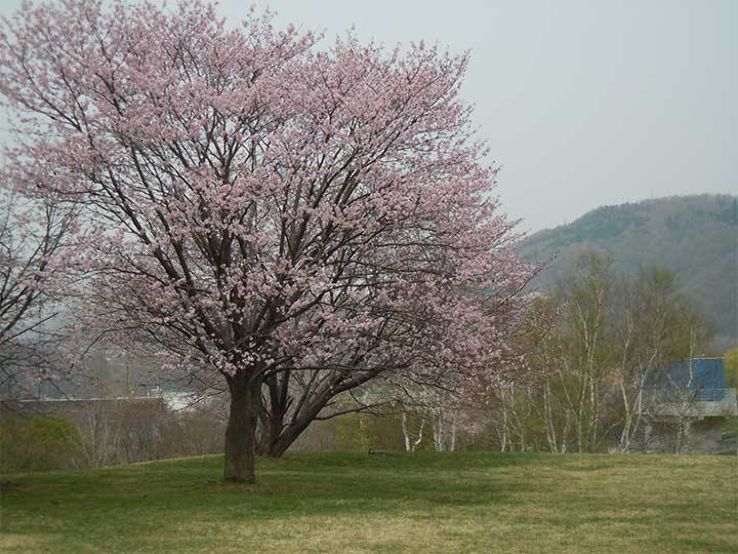 Makomanai Park Trip Packages