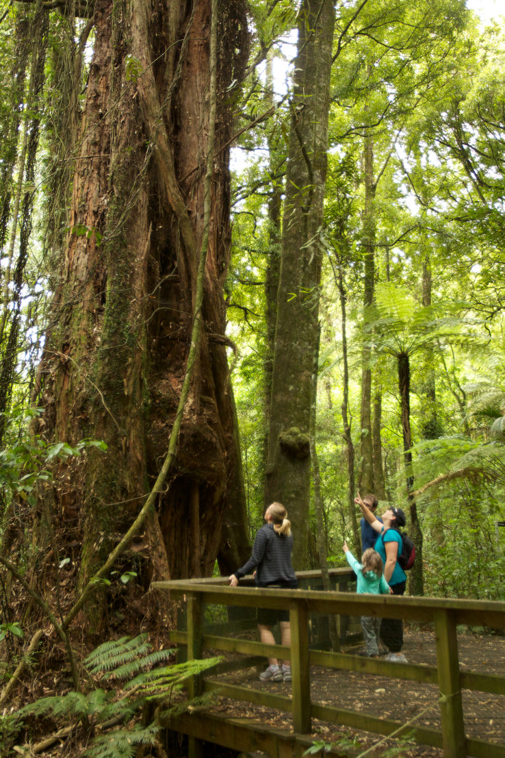 Sanctuary Mountain Maungatautari Trip Packages