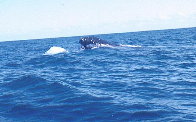 Lovely Whale Watching  Trip Packages