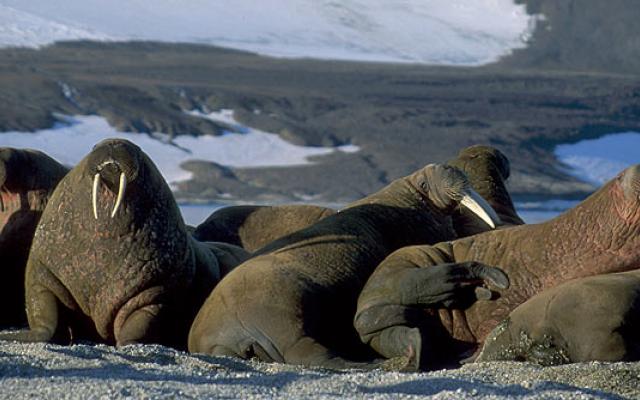 Wildlife Exploration in Norway Trip Packages
