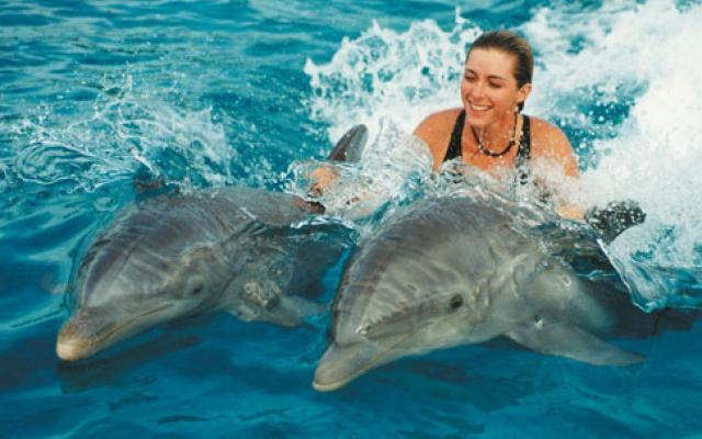 Snorkelling With Dolphins Trip Packages