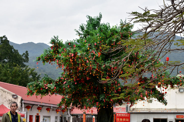 Lam Tsuen Wishing Trees Trip Packages