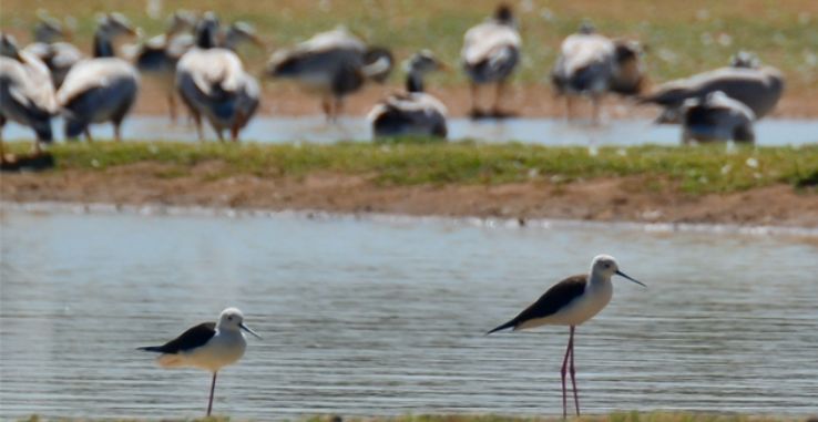 Water Bird Sanctuary  Trip Packages