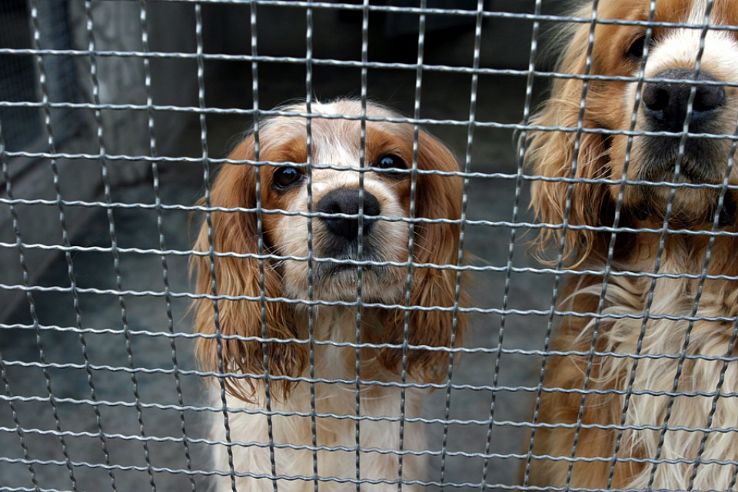 Korean dish Sannakji, Korea