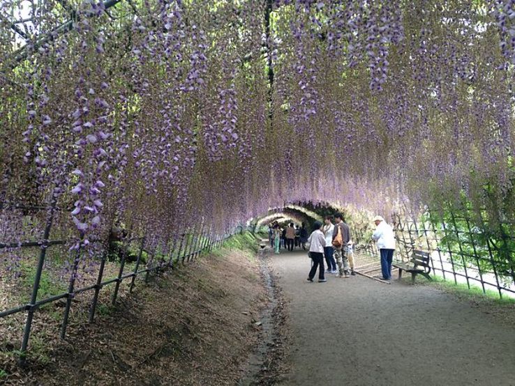 Kawachi Wisteria Garden Trip Packages