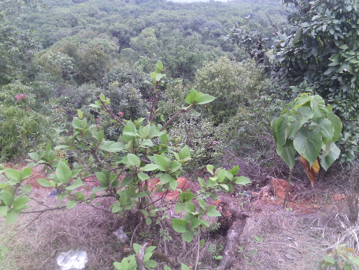 Amboli Trip Packages