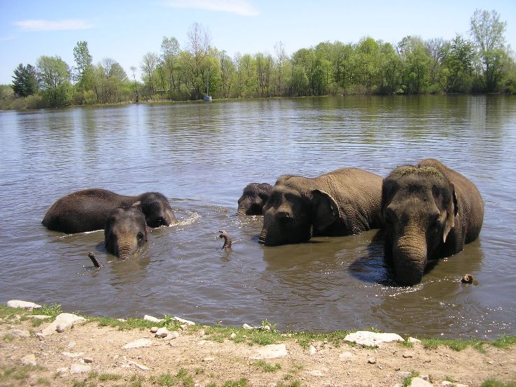 African Lion Safari Trip Packages