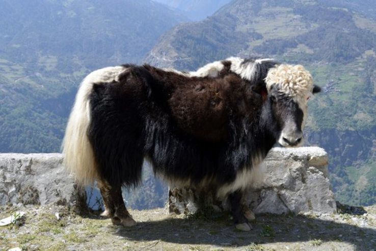 National Research Centre On Yak  Trip Packages