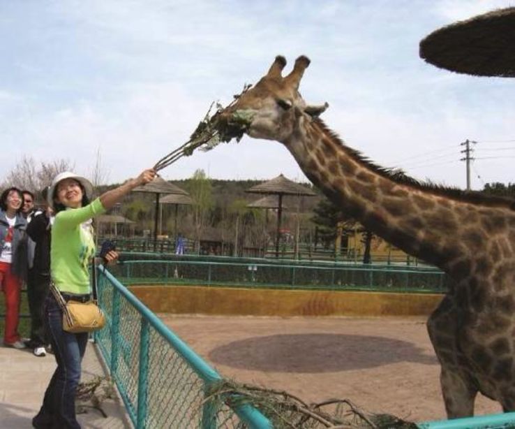 Shenyang Forest Wild Zoo Trip Packages